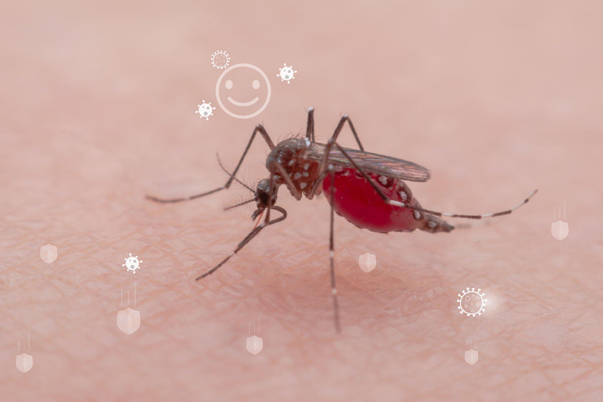 Mengenal Simtomatik Chikungunya