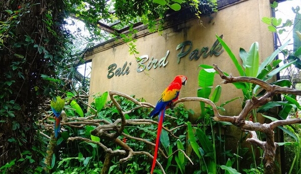 Rekomendasi destinasi untuk Itinerary Ubud 1 Hari, Kemana saja? - Bali Bird Park