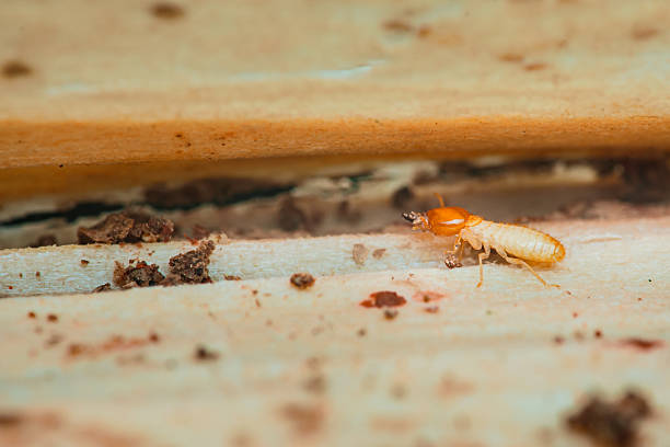 Anti-Rayap Harus Masuk Anggaran Utama