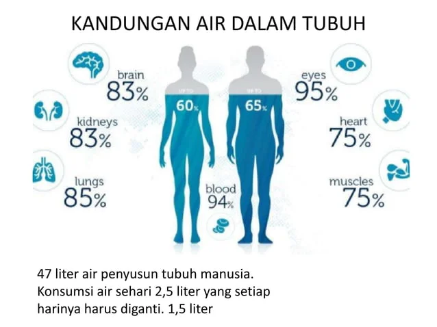 gambar kandungan air dalam tubuh, mengapa tubuh memerlukan air dampak air putih dalam tubuh